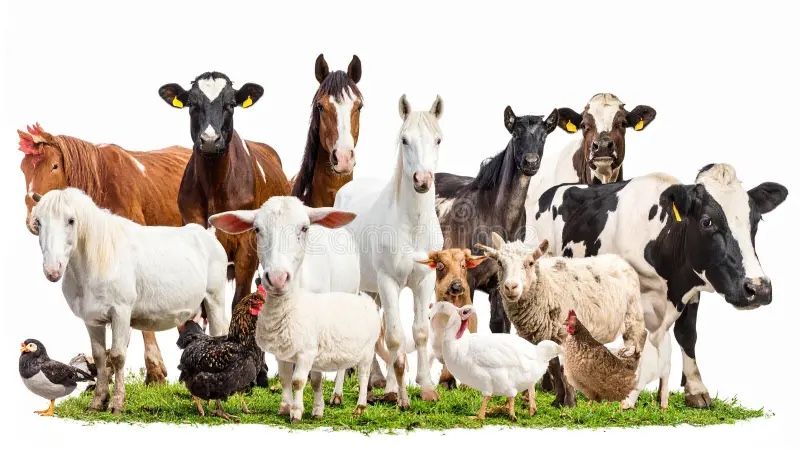 I take unwanted farm animals “