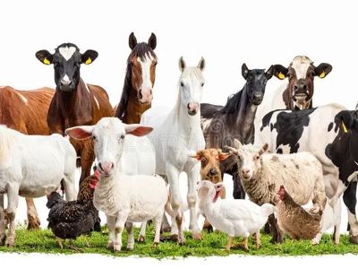 I take unwanted farm animals “
