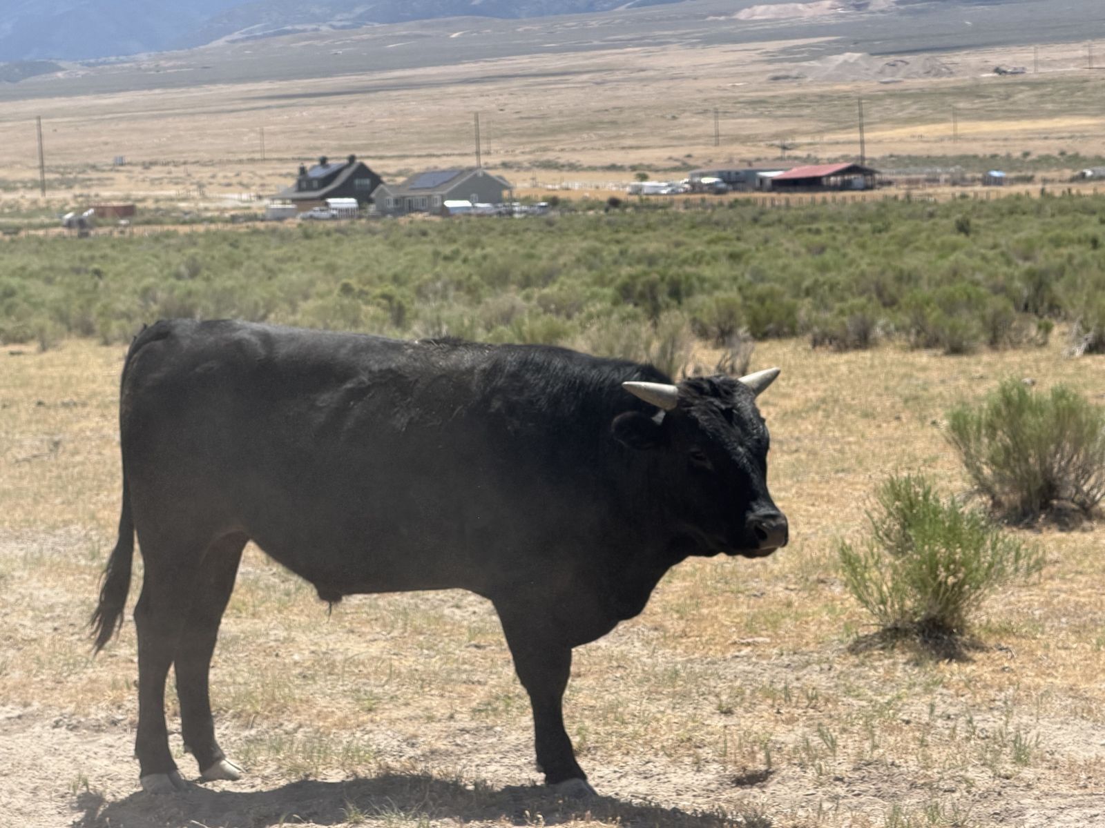 Waygu steer