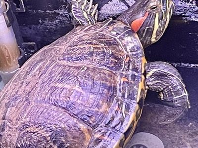 Turtle About 10 Long