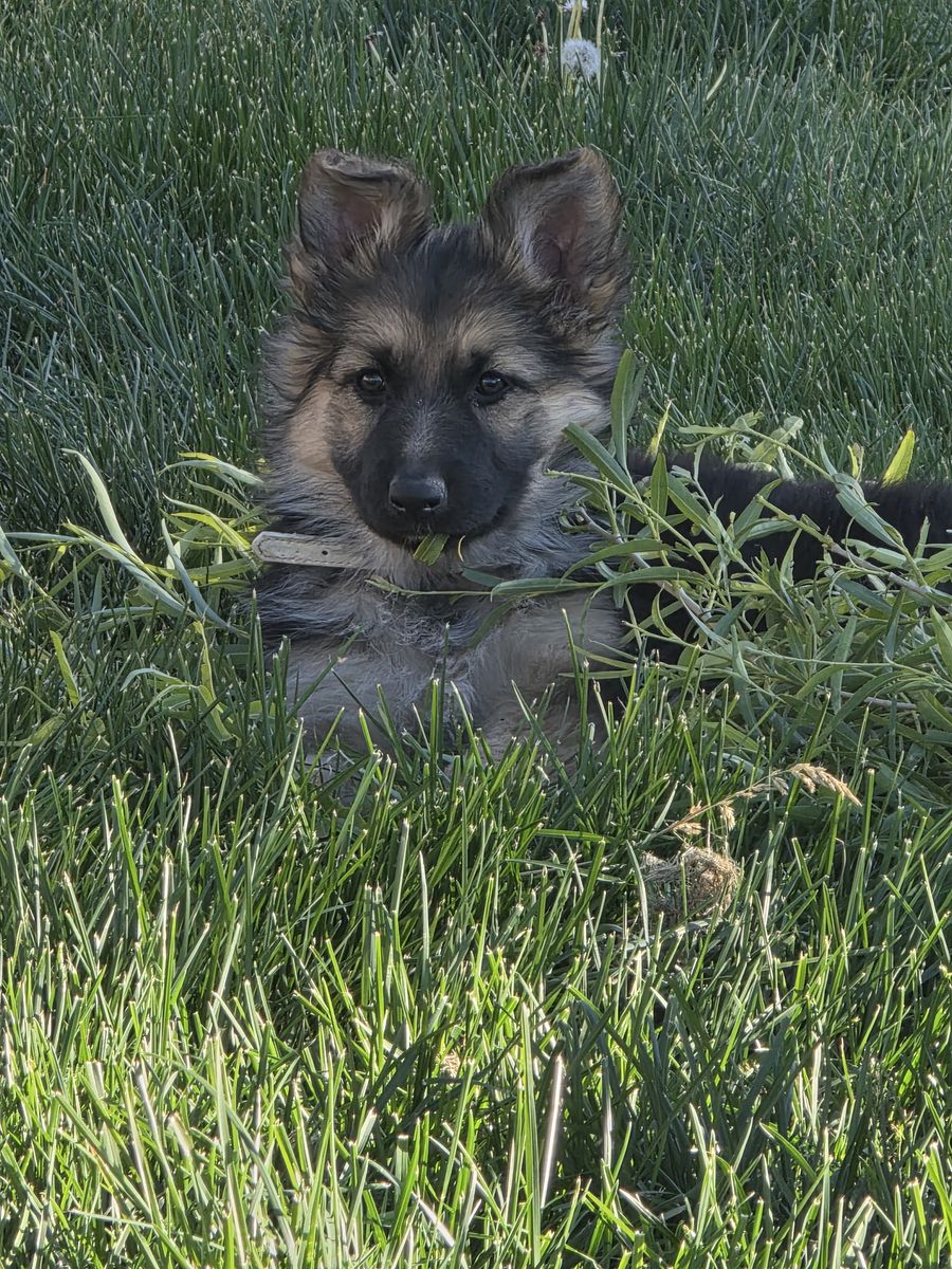 AKC Long Coat Sable German Shepherd Puppies