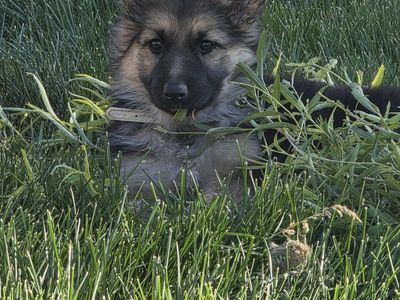 AKC Long Coat Sable German Shepherd Puppies
