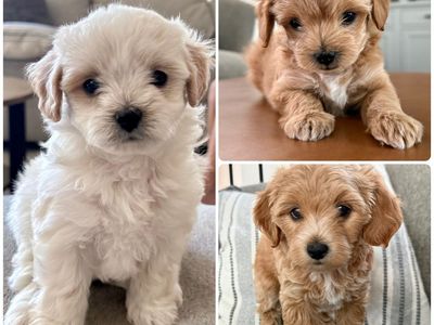 Hypoallergenic Toy Cotonpoos/doodles