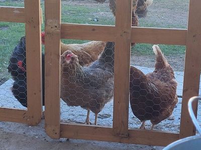 We Need some Land to Rent