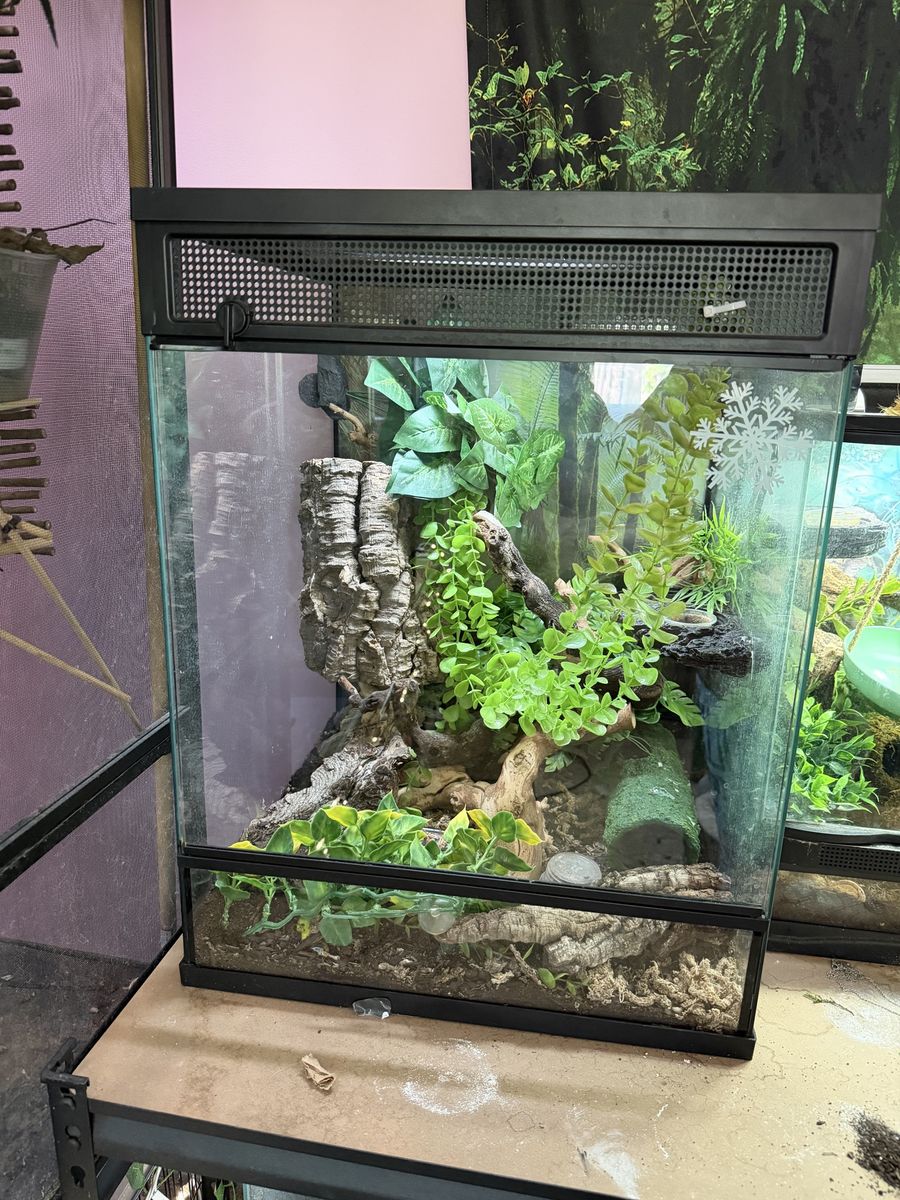 Geckos