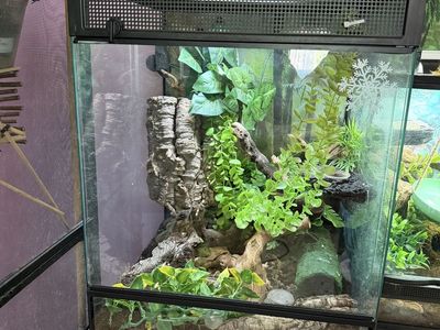 Geckos