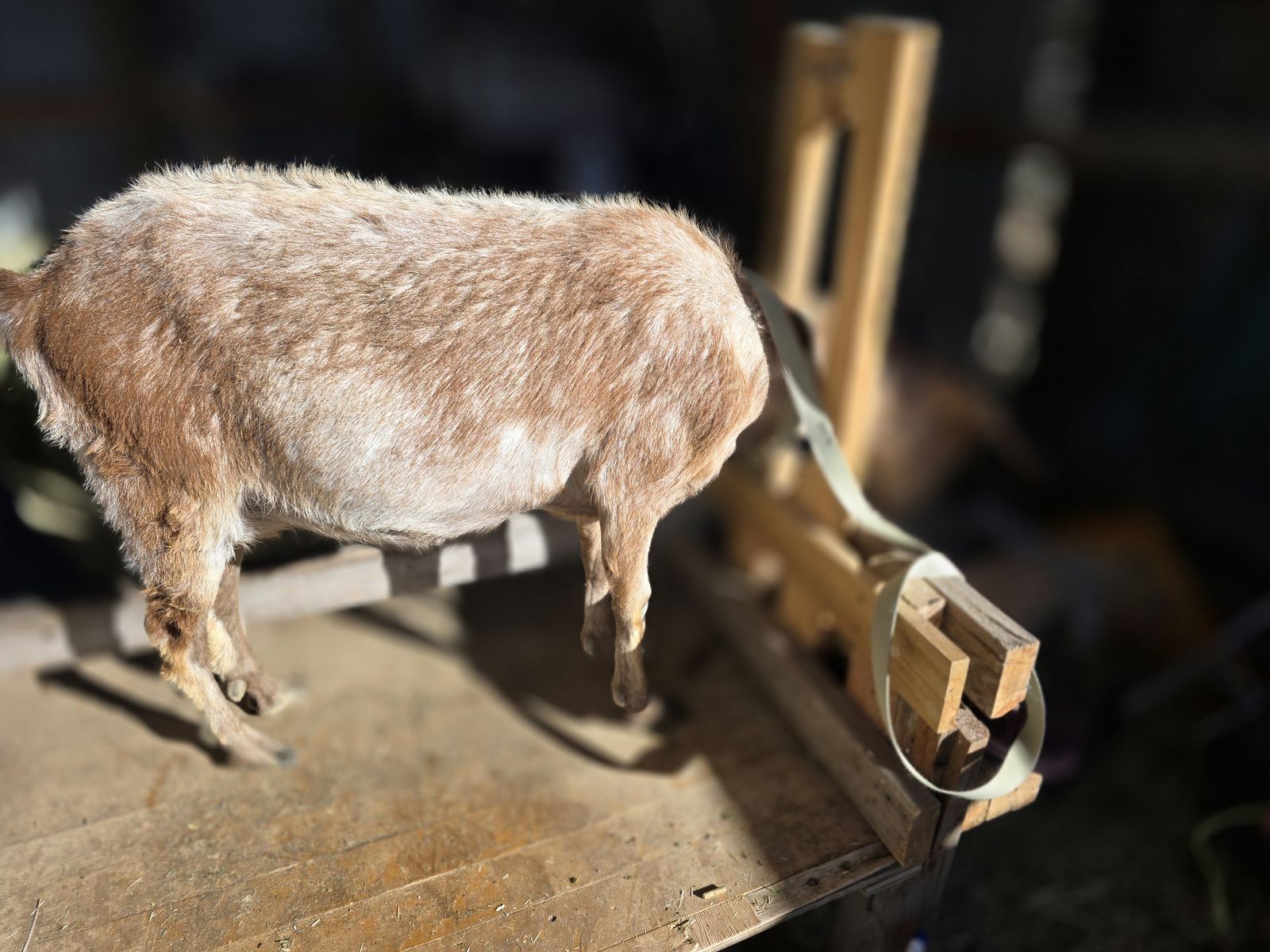 Nanny goat