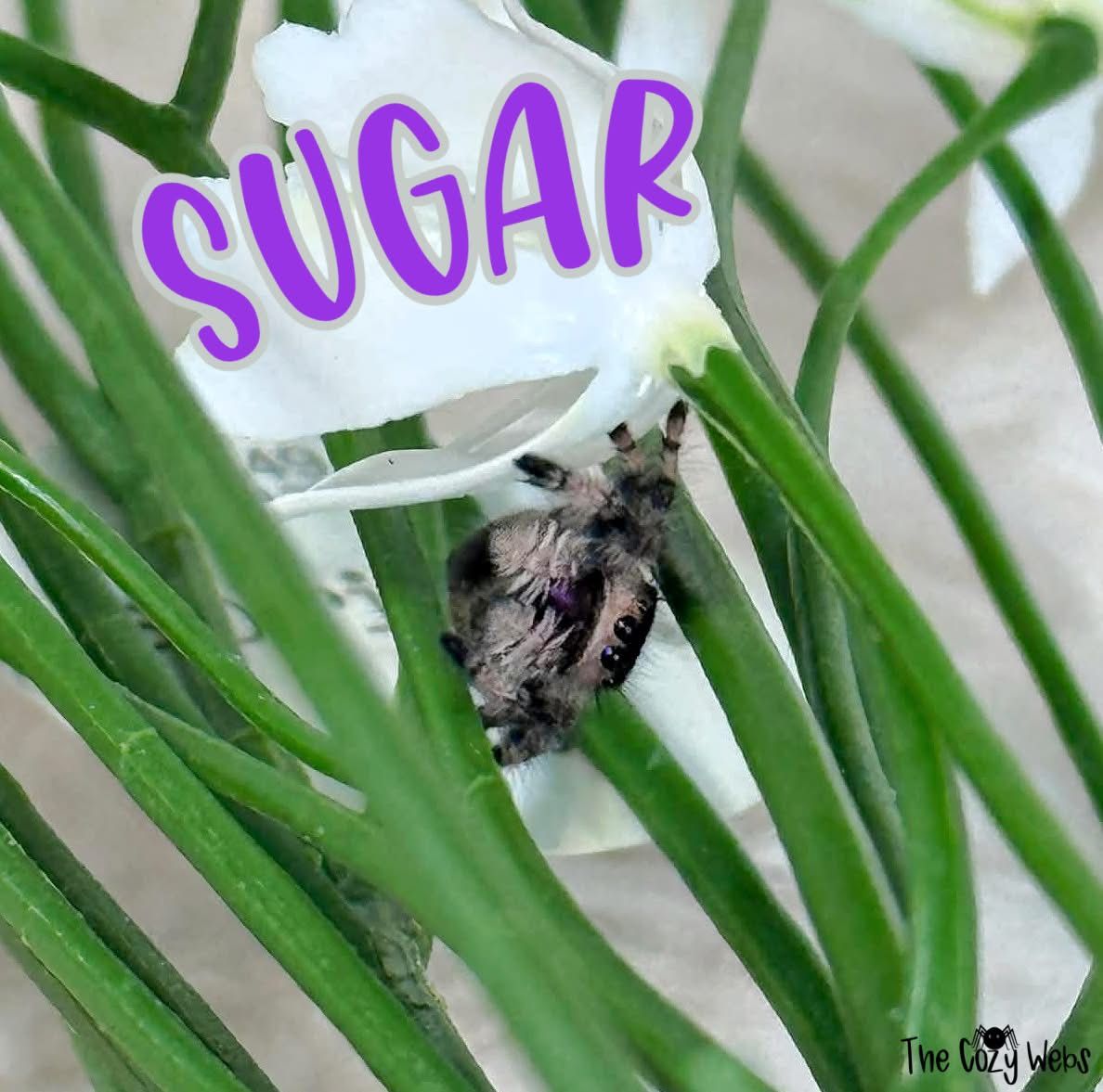 Subadult Regal jumping spider