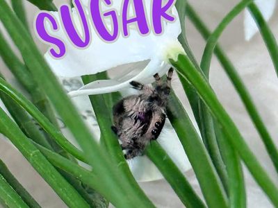 Subadult Regal jumping spider