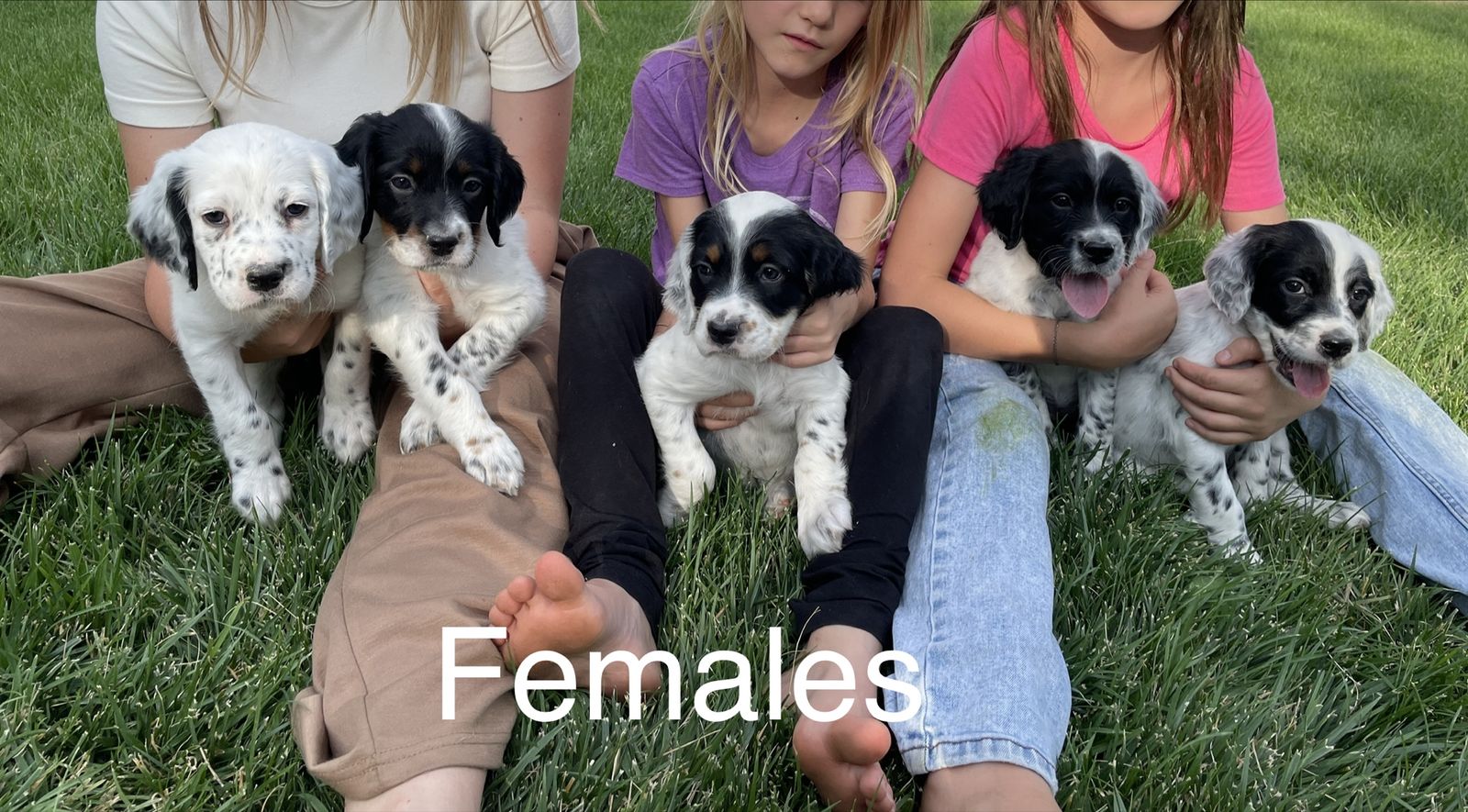 Llewellin setter puppies