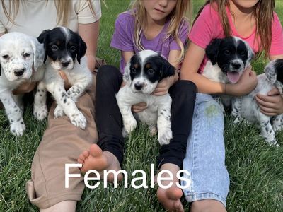 Llewellin setter puppies