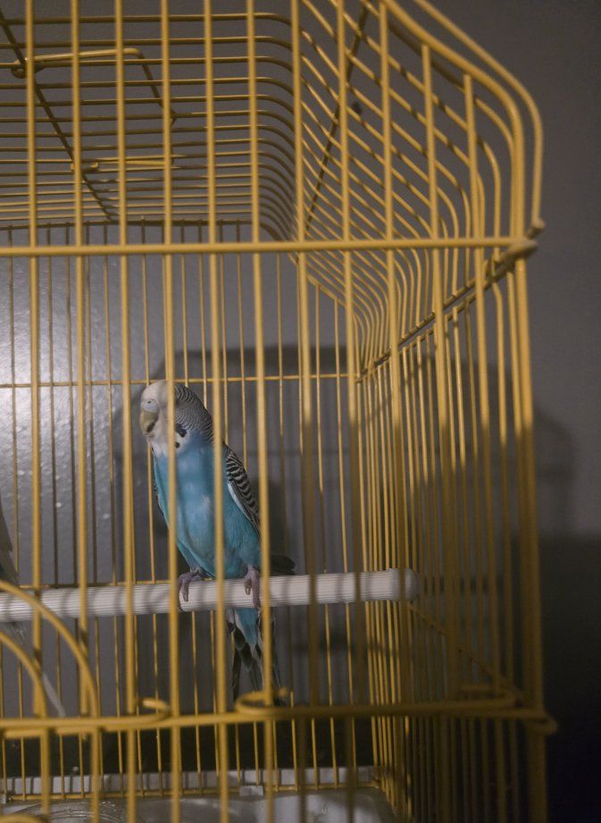 Free Parakeet