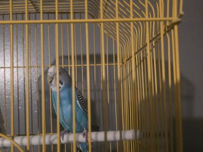 Free Parakeet
