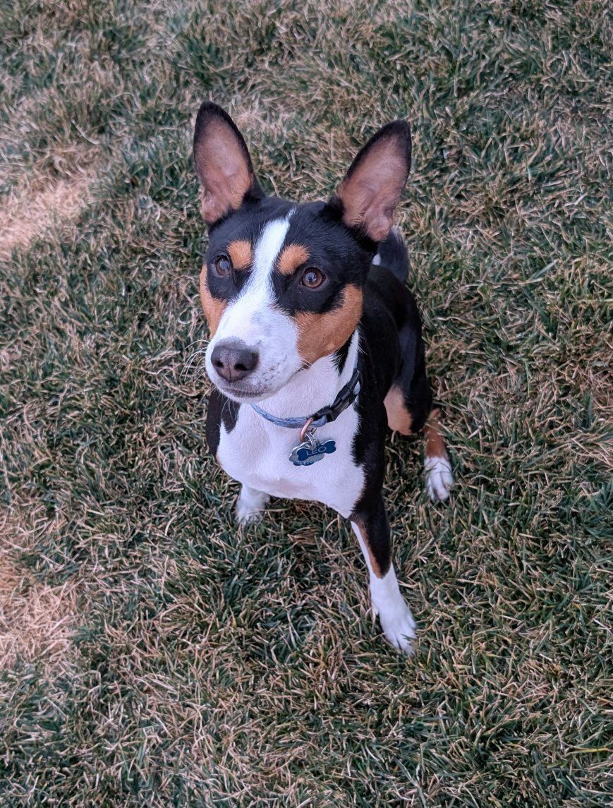 **AKC Basenji Stud Available – Lehi, Utah**