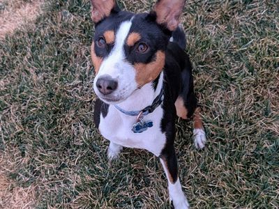 **AKC Basenji Stud Available – Lehi, Utah**