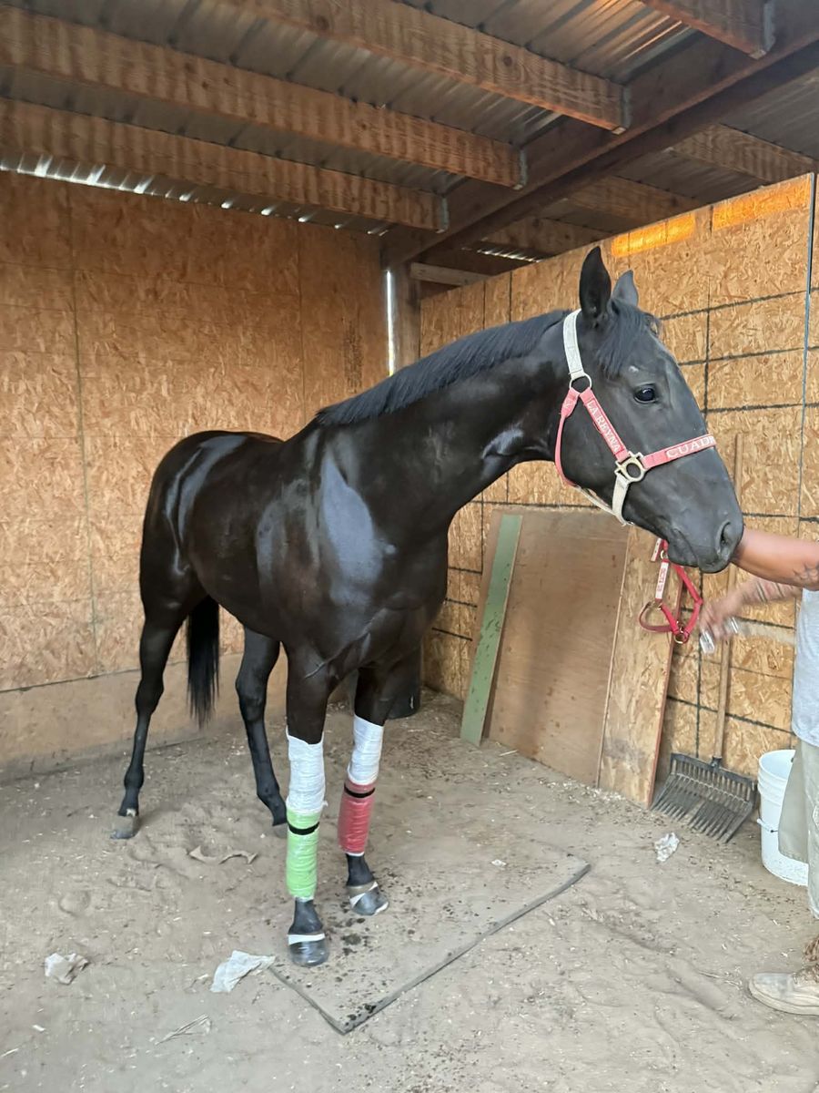3 Year Old mare