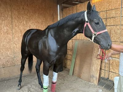 3 Year Old mare
