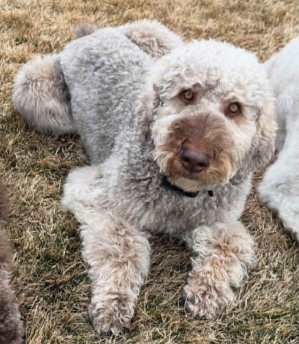 Fully trained bernadoodle looking for new home