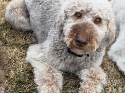 Fully trained bernadoodle looking for new home