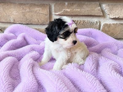 Teddy bear Mini Cavapoo puppies