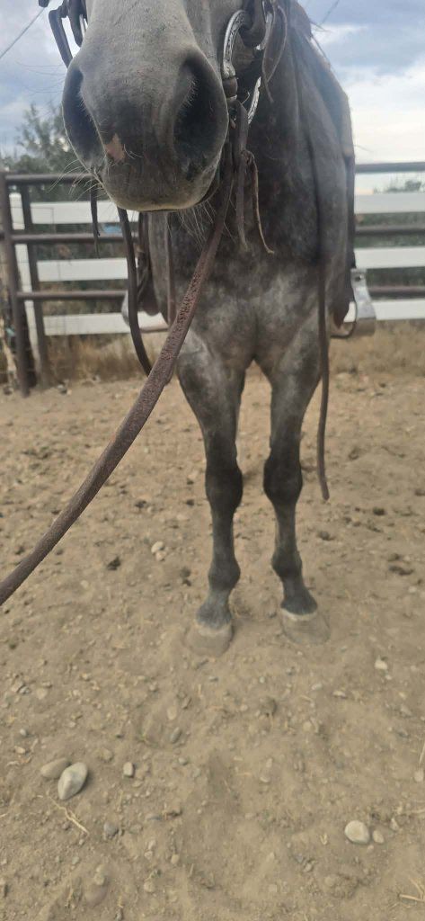 4 yr old Quarter Horse Gelding