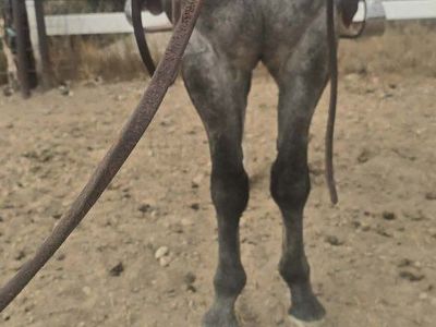 4 yr old Quarter Horse Gelding