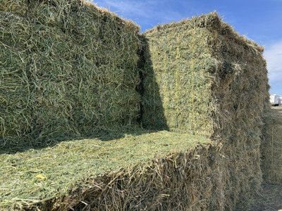 Alfalfa Hay for Sale: 400 TON - GRASS/ALFALFA MIX