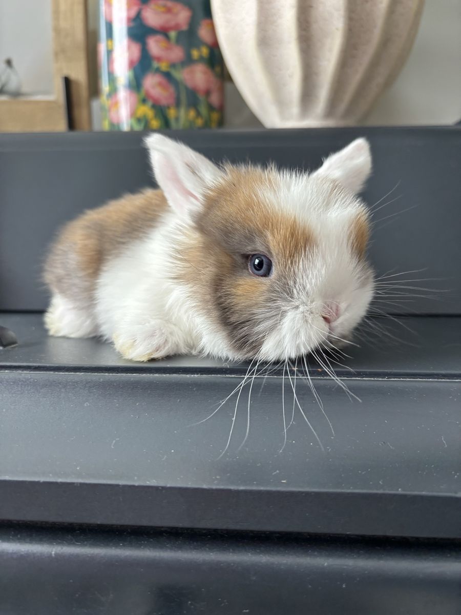Holland lop doe