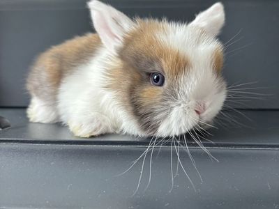 Holland lop doe