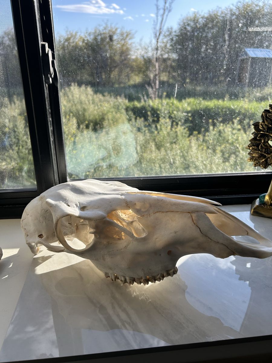 Cow Elk Skull