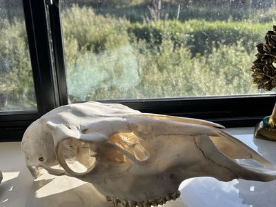Cow Elk Skull