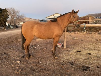 2 Year Old Filly