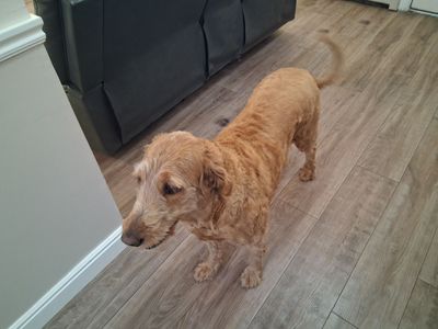 Free Goldendoodle