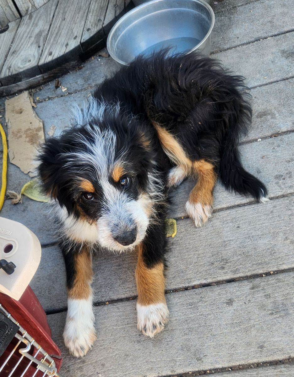 3 month old mini Aussie/collie mix