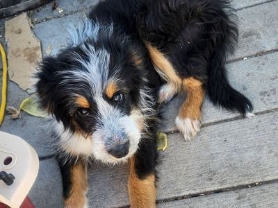 3 month old mini Aussie/collie mix