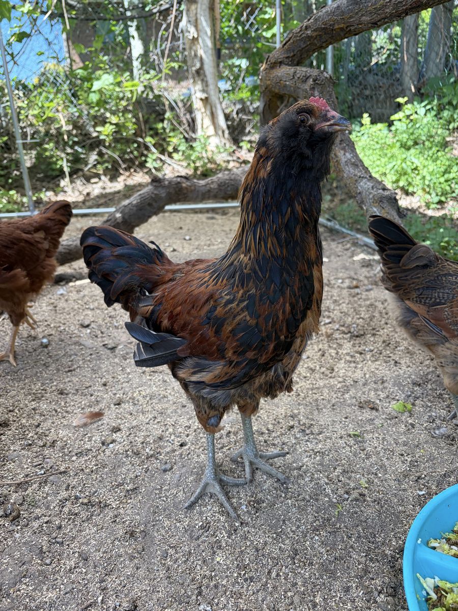 Free 12 weeks old Easter egger rooster