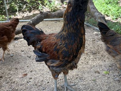 Free 12 weeks old Easter egger rooster