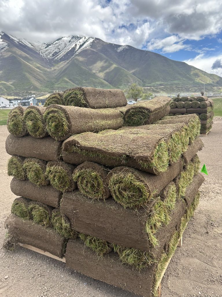 Utah County Sod Delivery -Kentucky Bluegrass