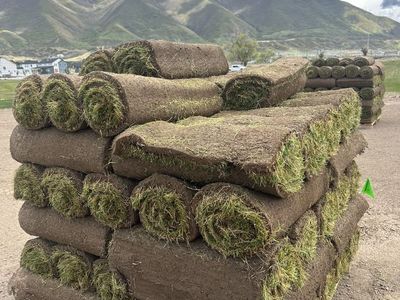 Utah County Sod Delivery -Kentucky Bluegrass