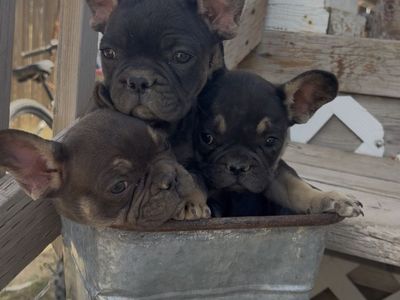 French bulldog puppies ready to go now!!!