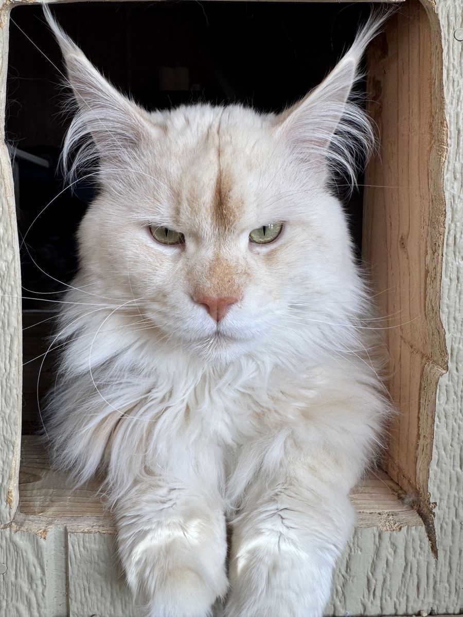 Maine Coon Kittens~~Spring Litters Have Arrived!