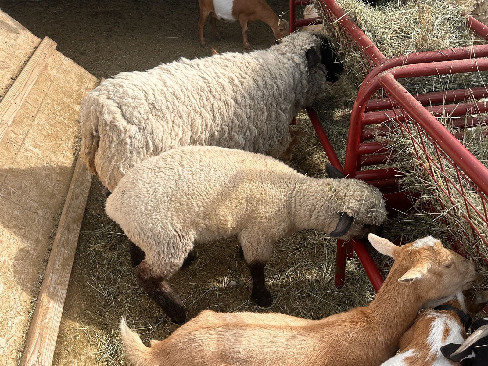 Sheep