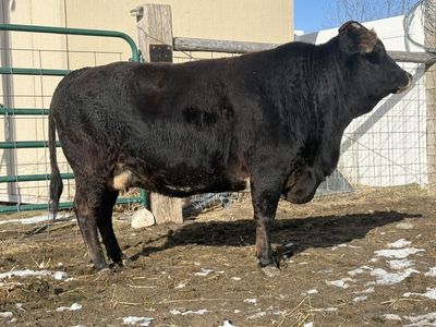 Mini Jersey Cross Cow