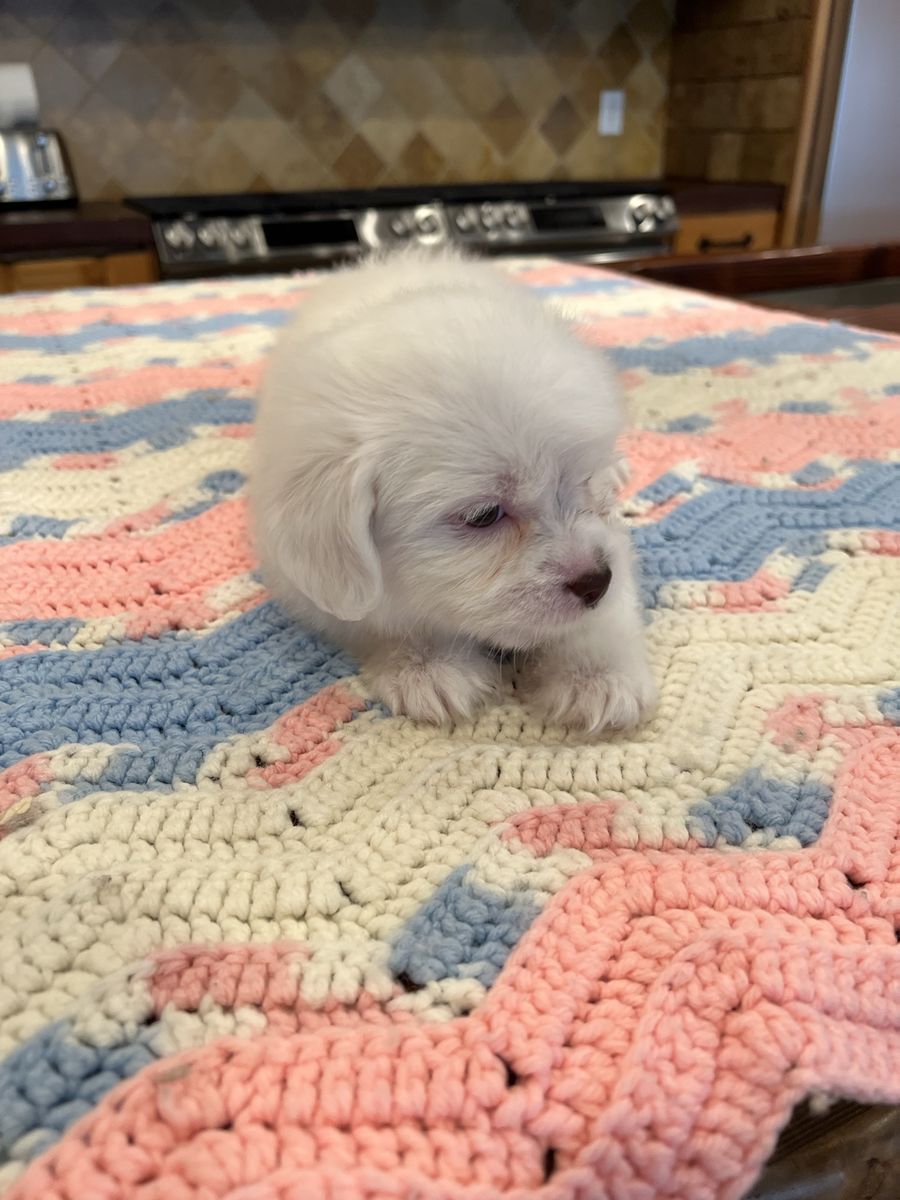 Shih Tzu / Eskimo Puppies