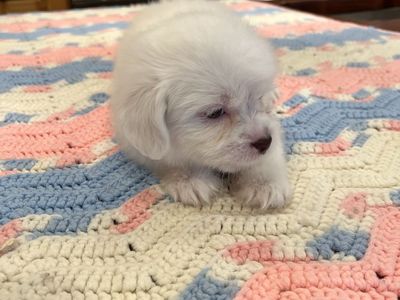 Shih Tzu / Eskimo Puppies