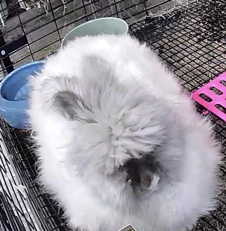 Lilac English Angora doe