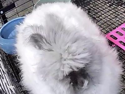 Lilac English Angora doe