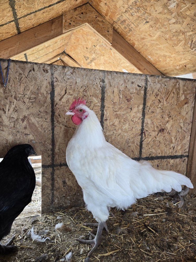 White Breese Rooster