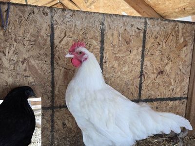 White Breese Rooster