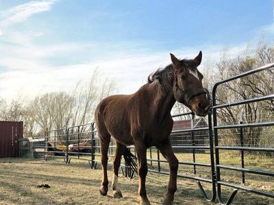 Beautiful Mustang Mare
